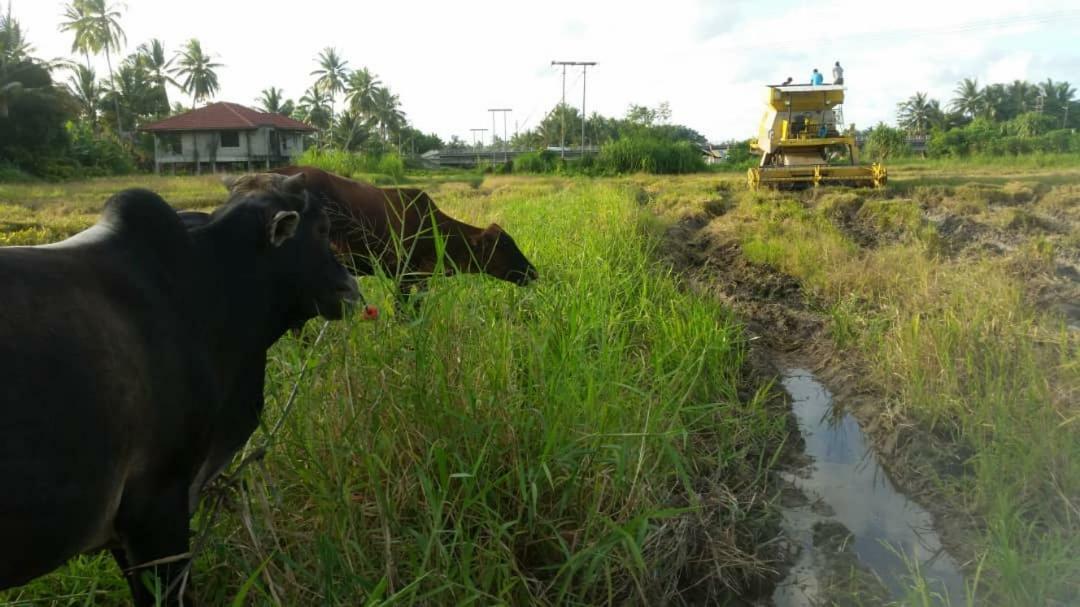 Seri Pengkalan Homestay Bachok Exterior foto